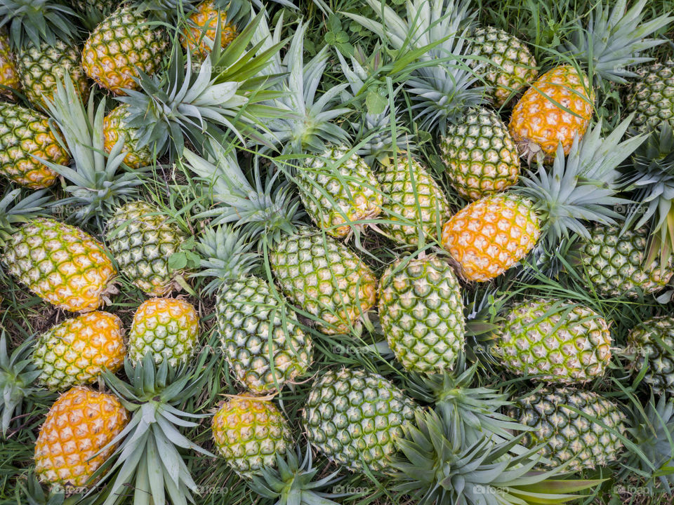 Pineapple Season