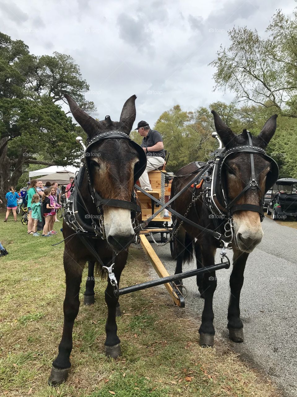 Carriage ride with two beautiful mules