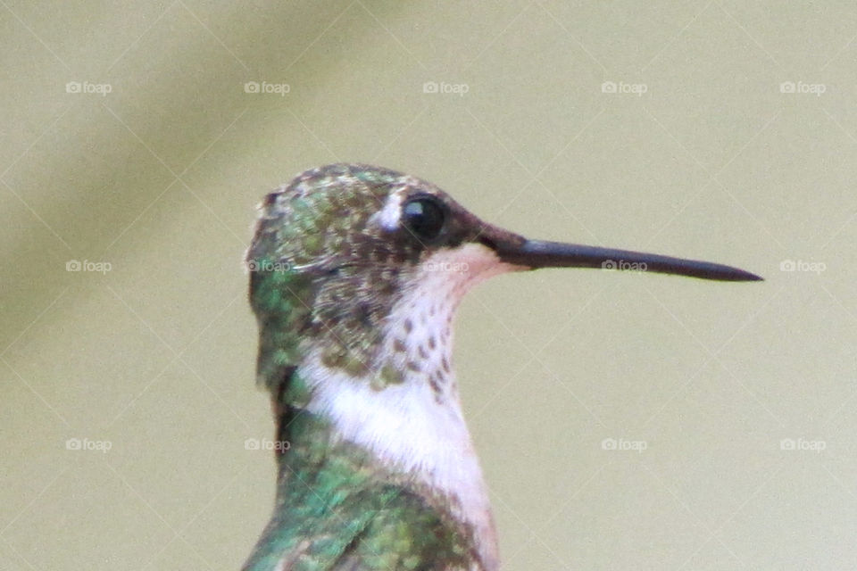Hummingbird closeup 