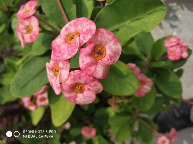 I LOVE NETUR FLOWER