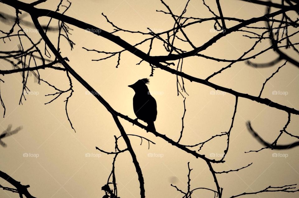 Silhouette . Silhouette of cedar waxwing bird
