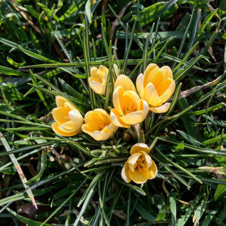 Spring flowers 