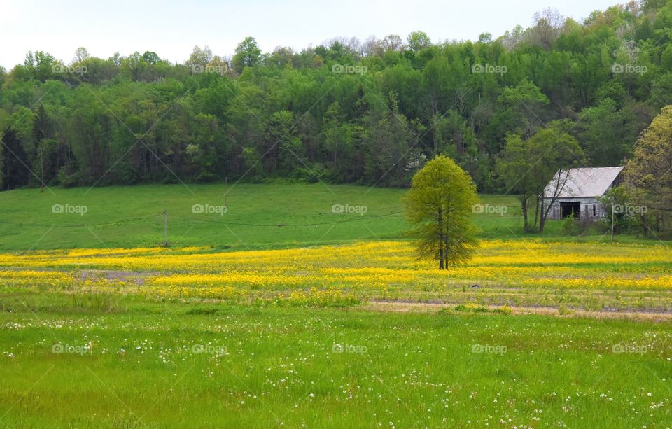 Beautiful spring day, lush green field with buttercups and an old barn