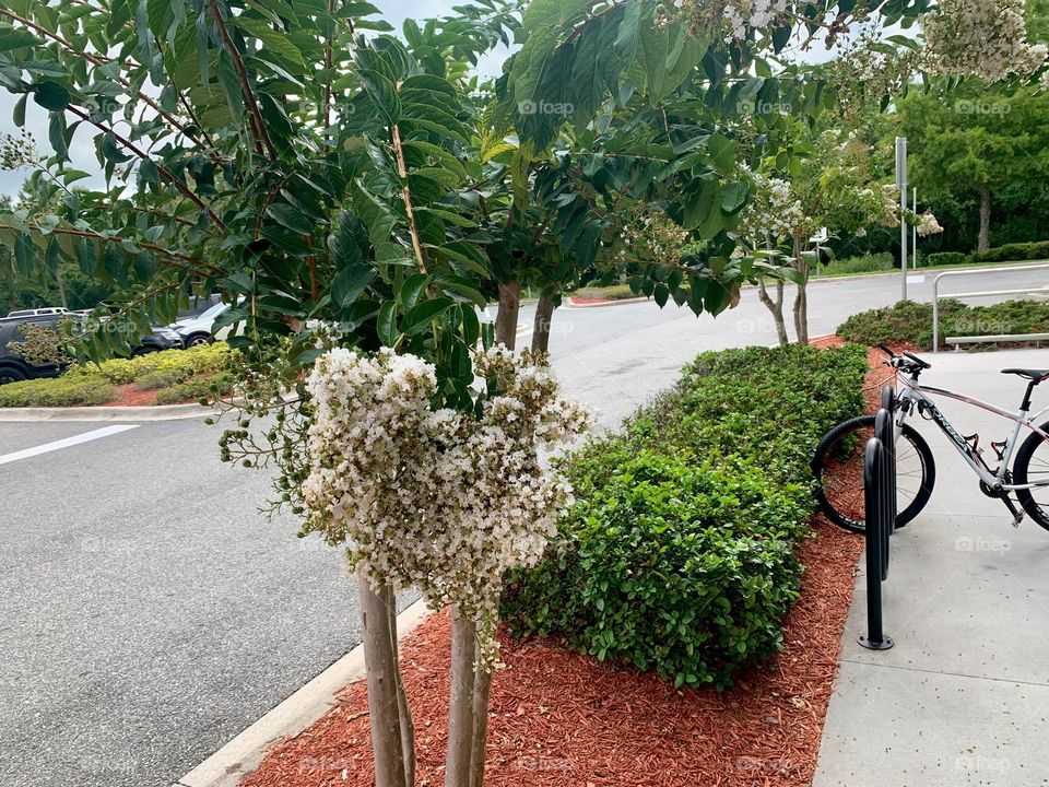 Garden Arrangement With Beautiful White Flowers And Green Bushes In A Public Place In A Central Eastern City In Florida.