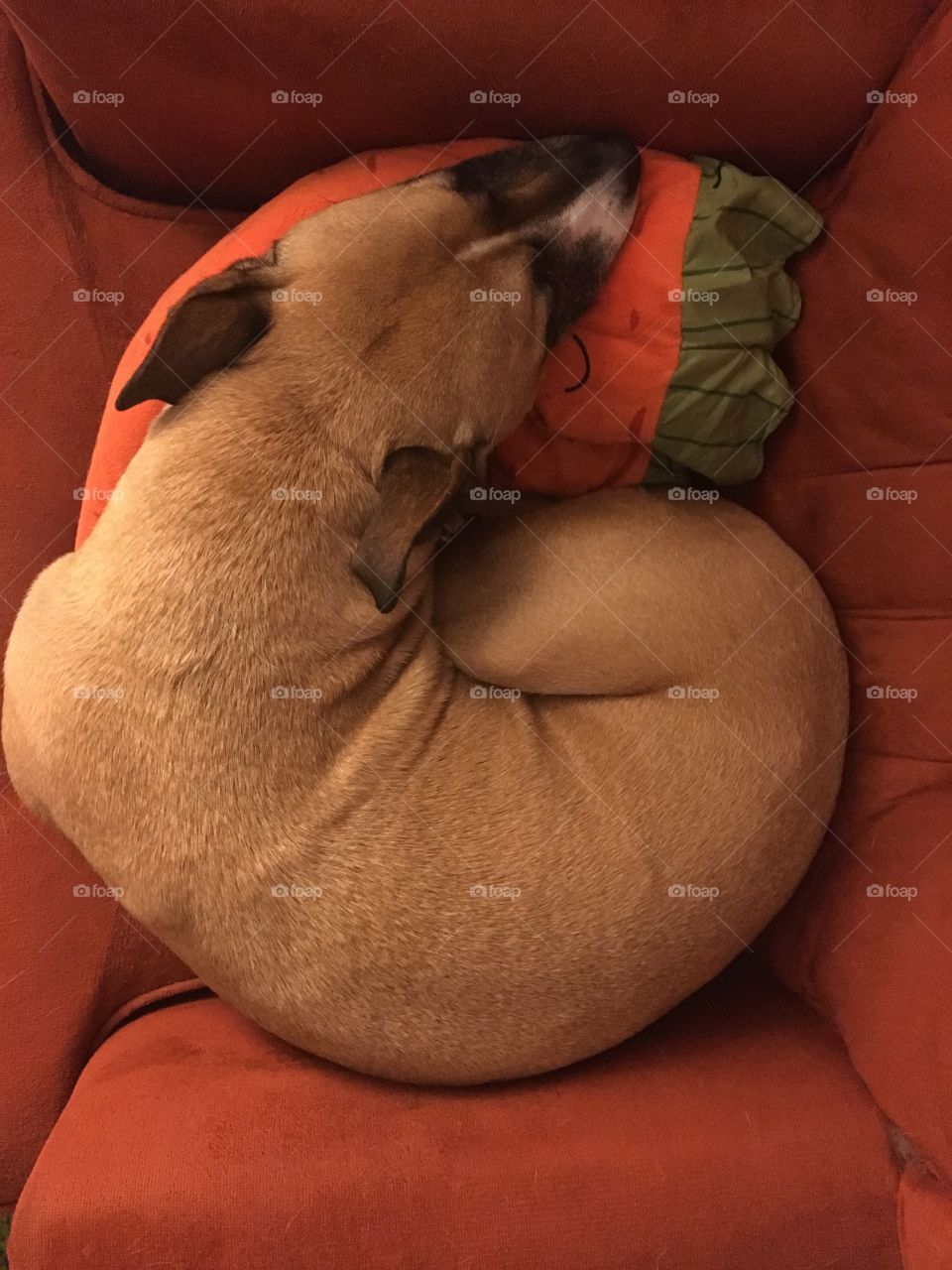 Bagel pup 