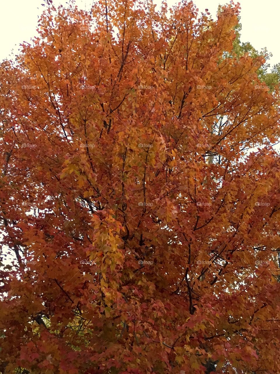 One of the maple trees in my yard