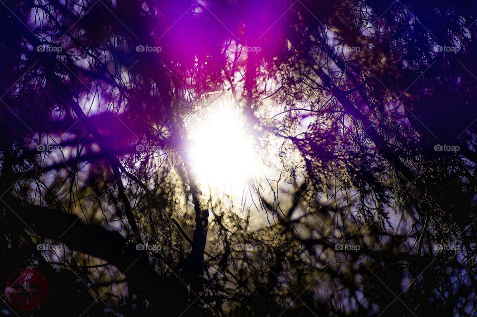 Purple Lens flare through tree. Purple Lens flare through trees