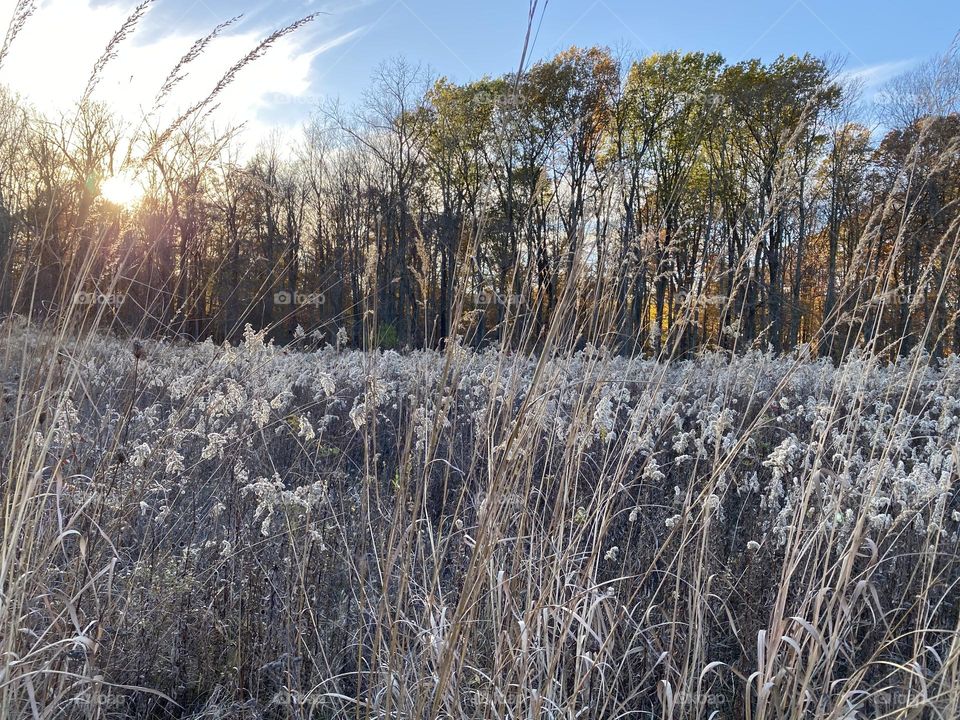 An early evening stroll near the woods