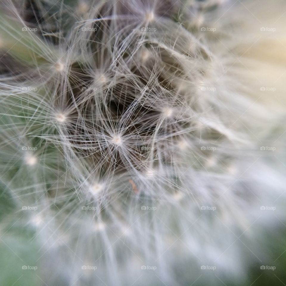 Dandelion, Downy, Seed, Blow, Nature