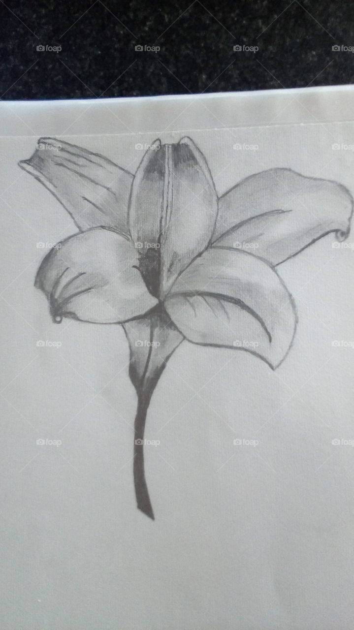 Australian Flower Sketch