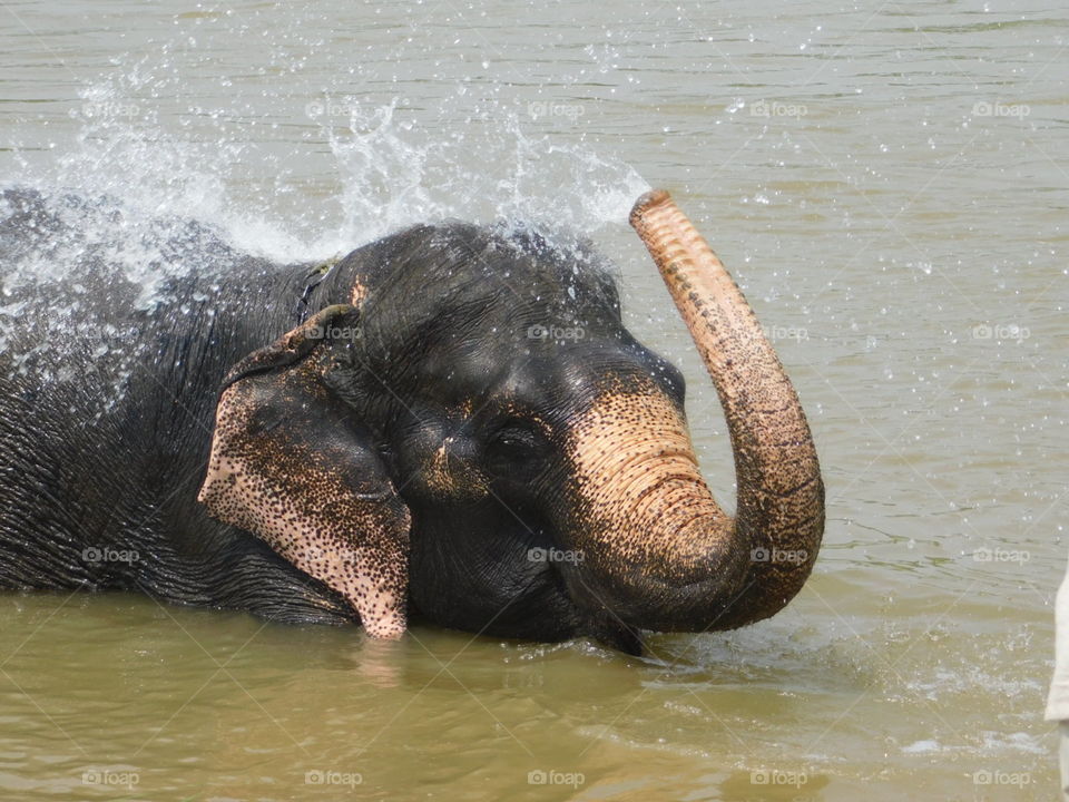 Asian elephant bathing