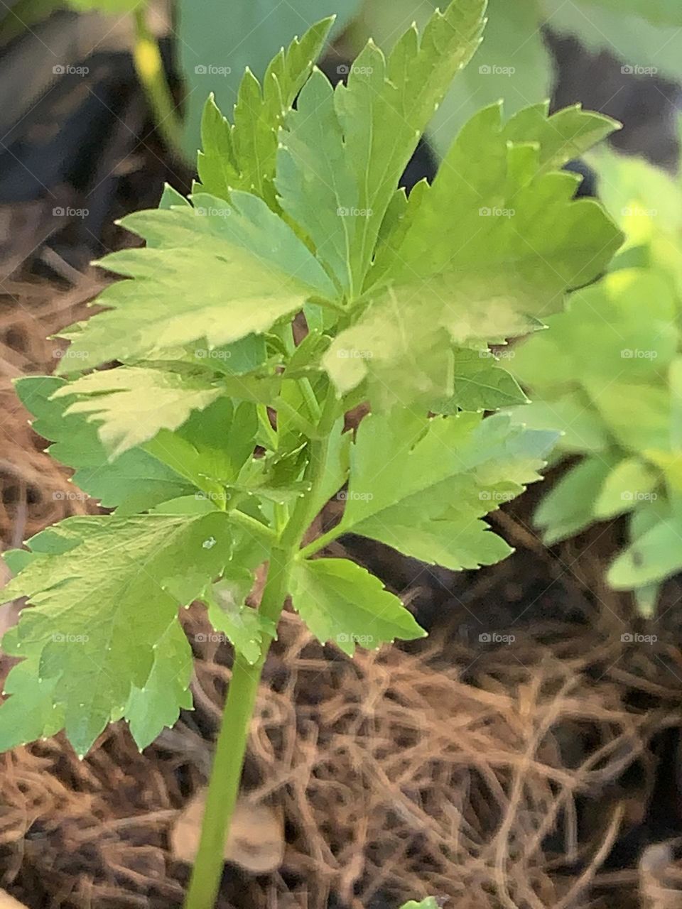 Something about December, My garden (Thailand)