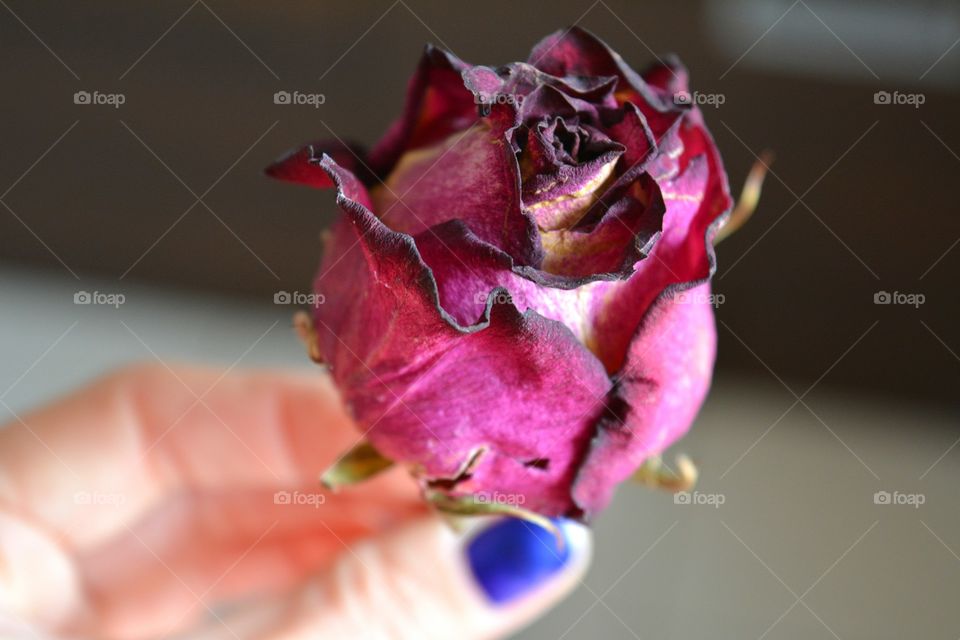 Flower, Nature, Rose, No Person, Love