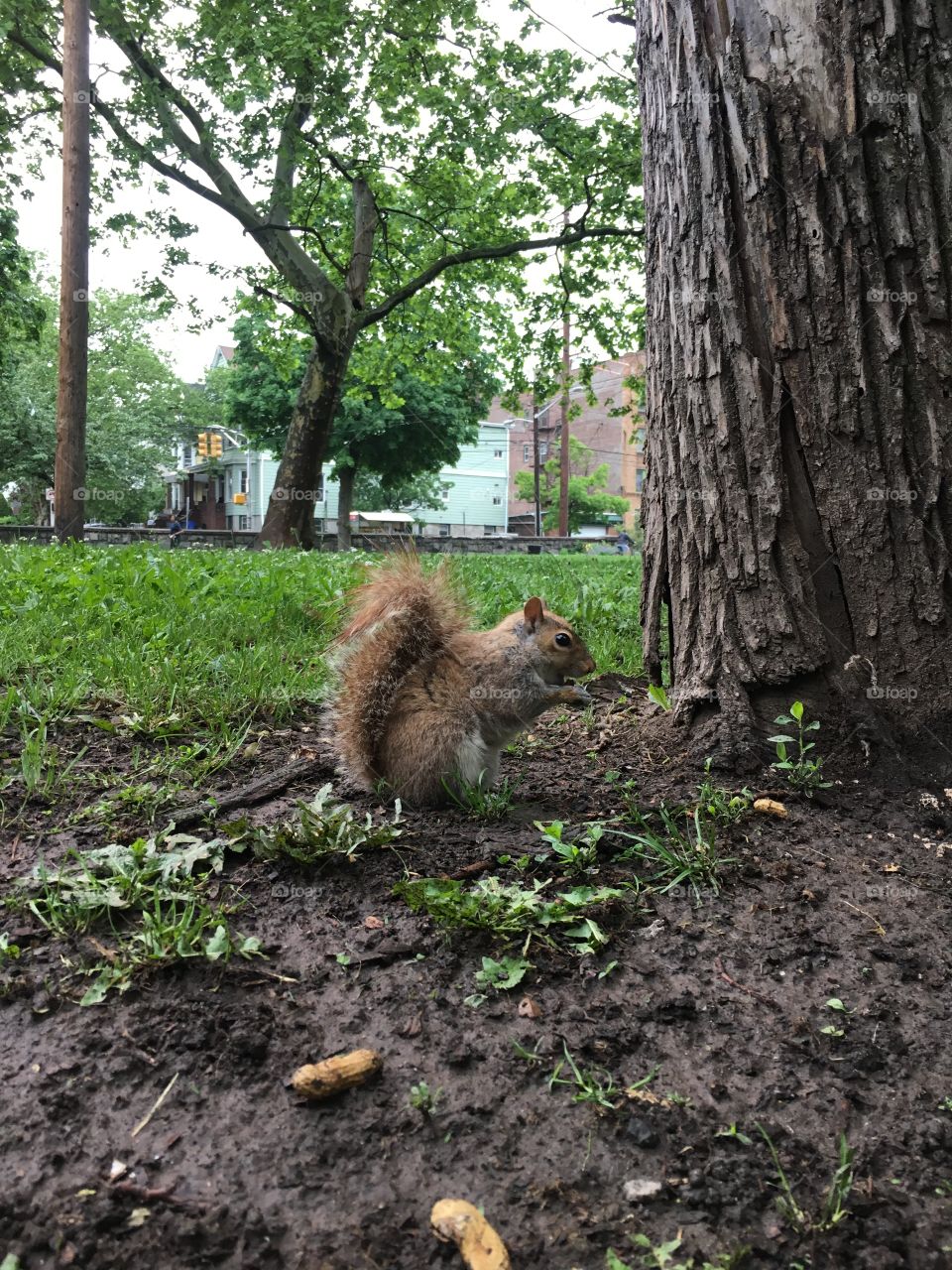 Squirrel lunch in park
