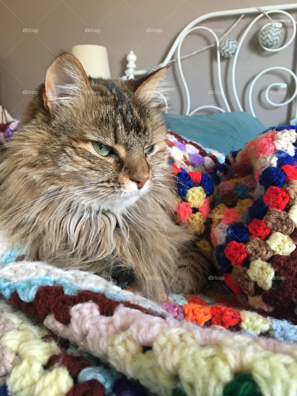 Cat on colorful blanket