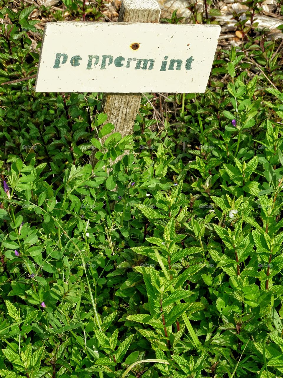 Peppermint Plant In A Garden