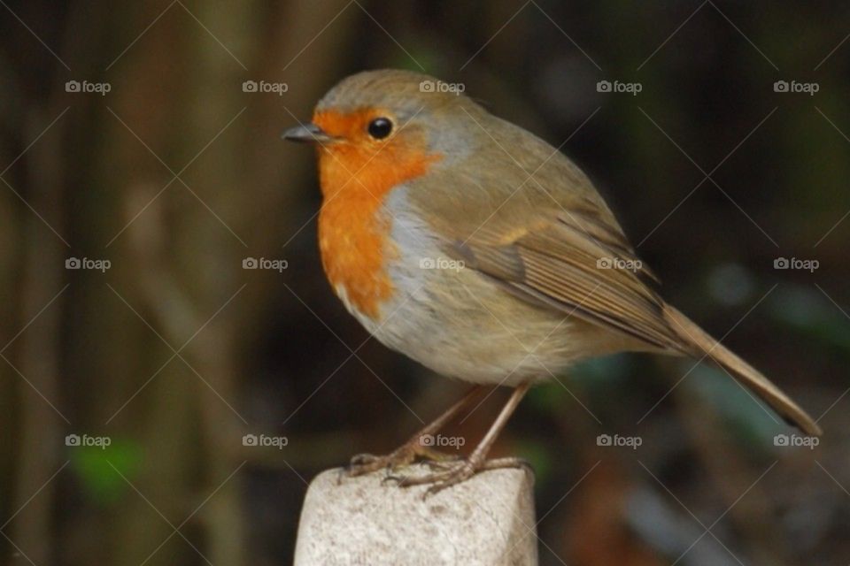Robin Redbreast 