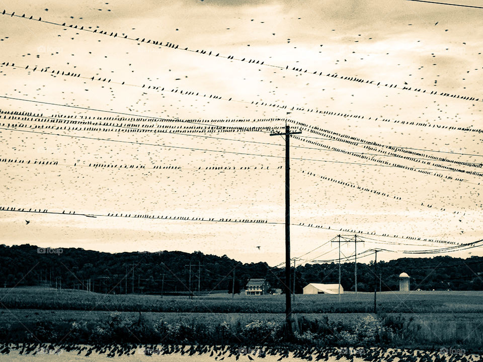 many birds on a wire