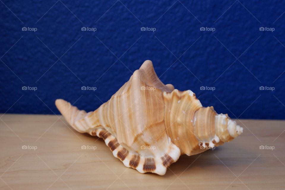 Seashell 