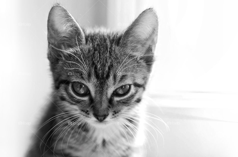 The kitten squints in the sun while sitting by the window on the windowsill