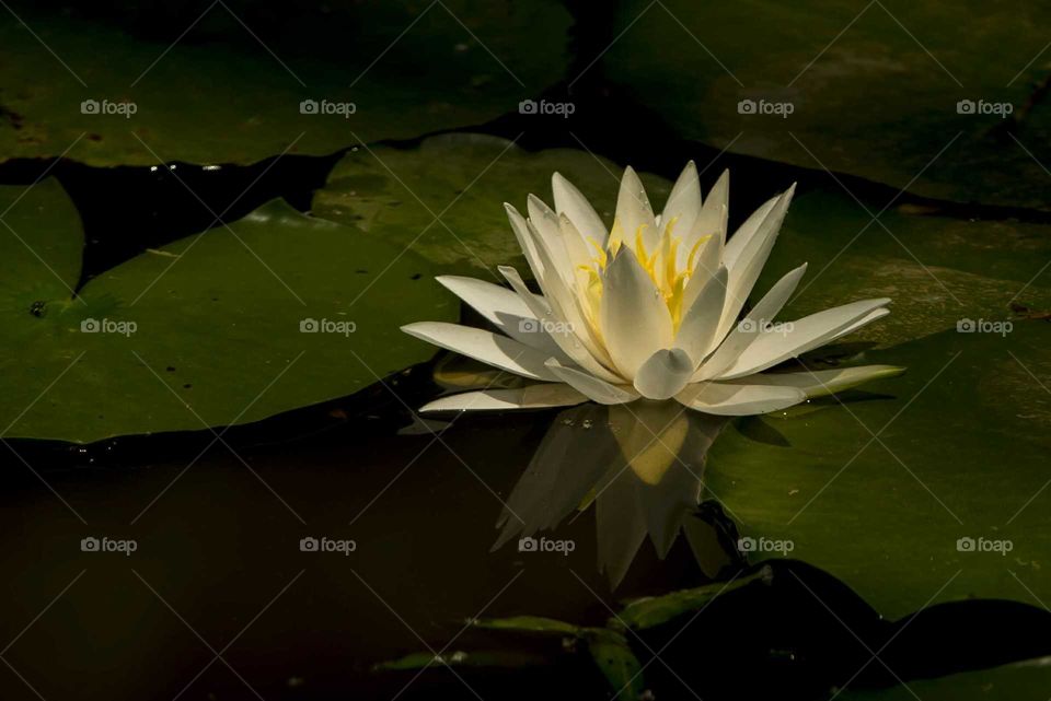 Beautiful water lily flower in bloom
