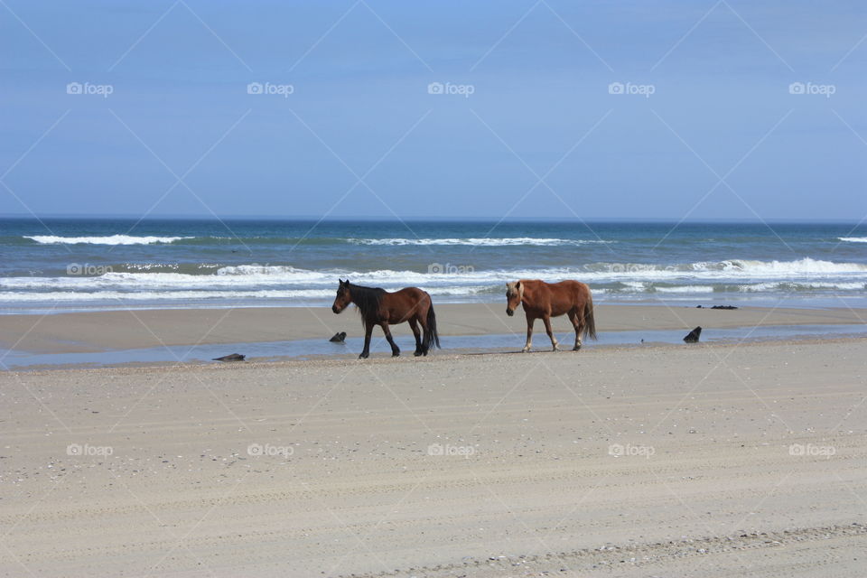 Horses in the water