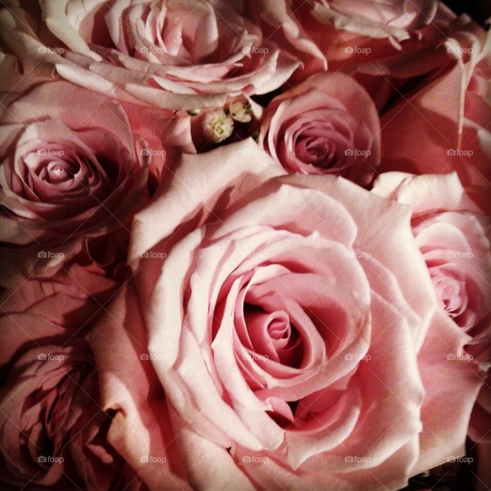 Roses are pink