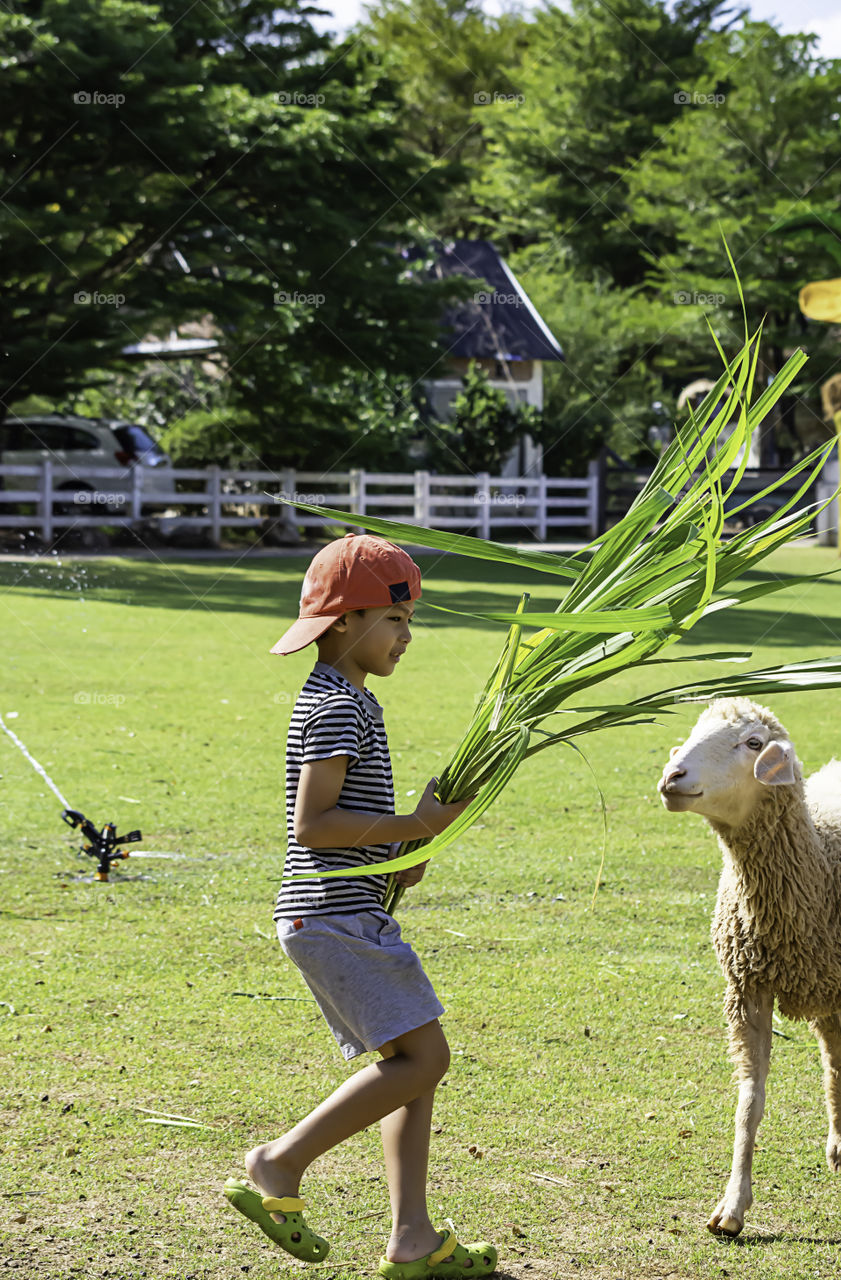 The  white sheep eat grass in the hands of Asian boys.