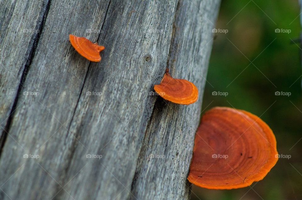 cogumelos vermelhos