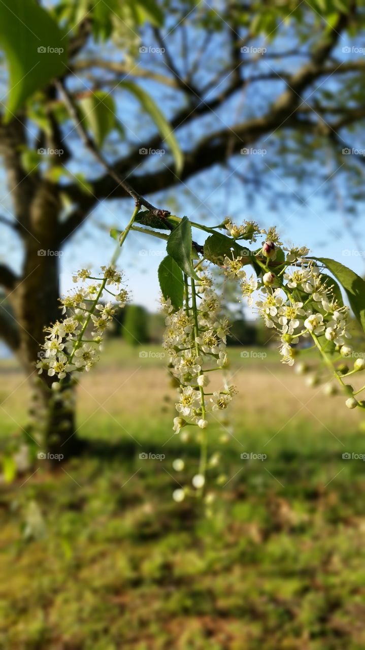 close up flowers on tree