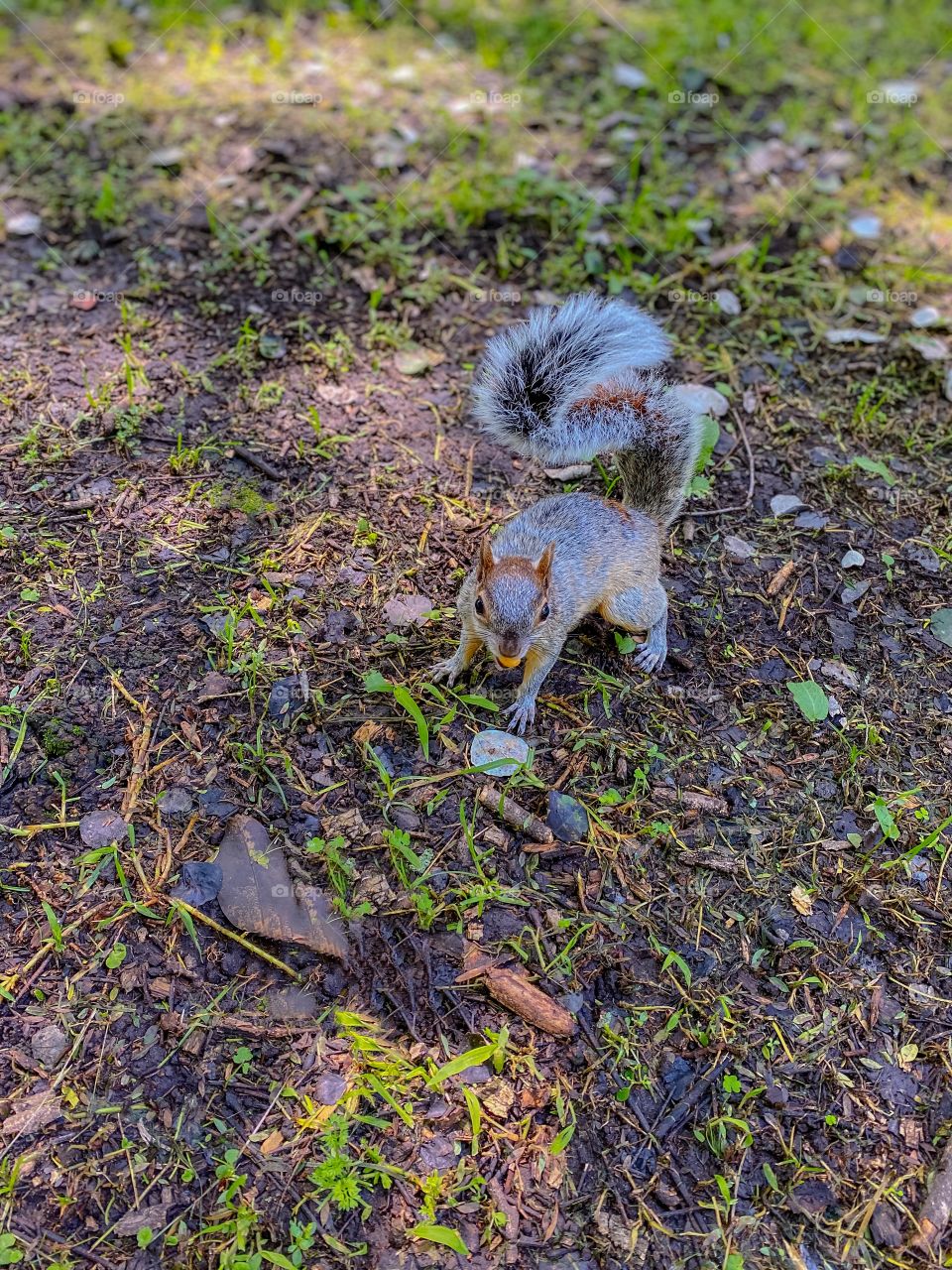 Squirrel eating on the ground looking straight into the camera