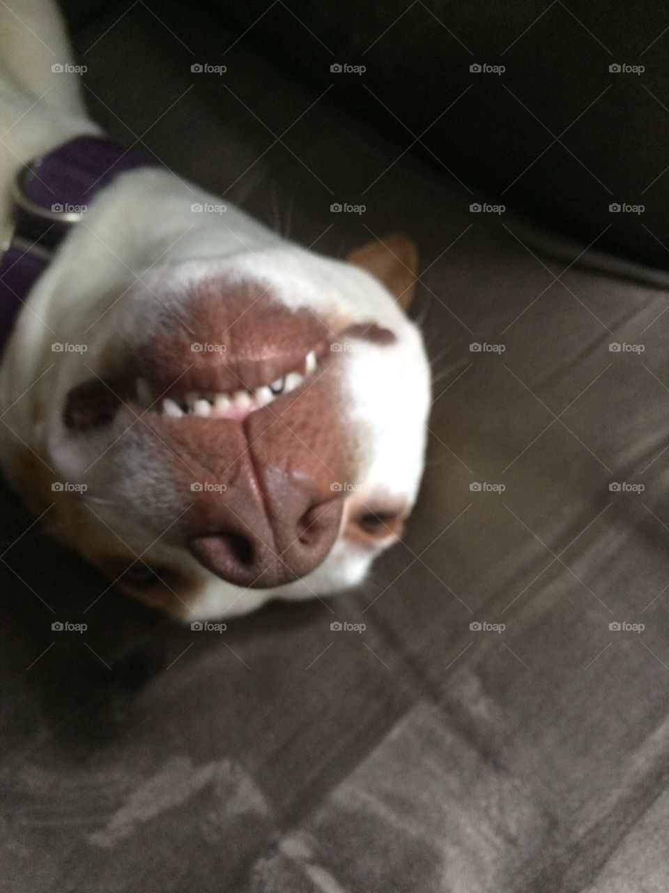 Silly Pitty 