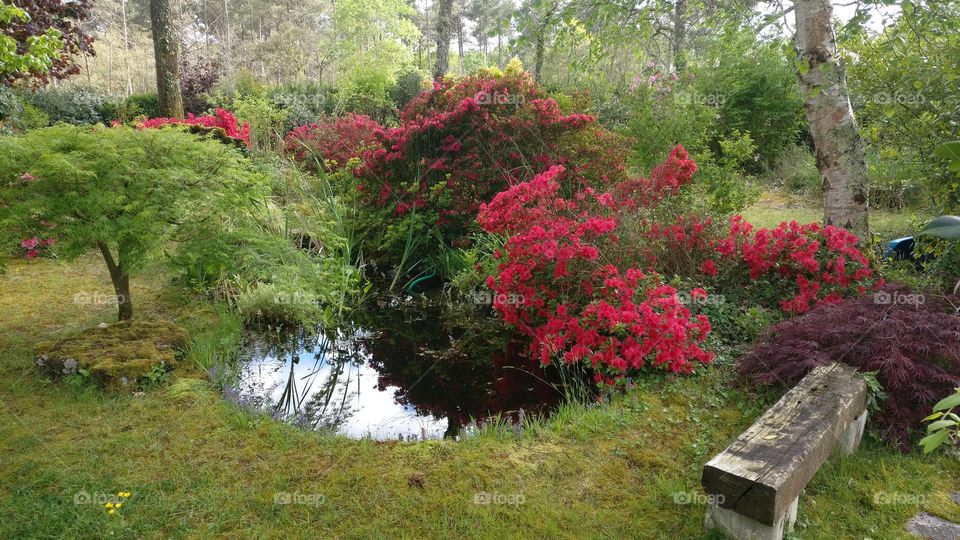 pond and spring red flowers