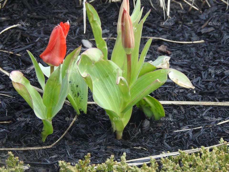 First spring tulips