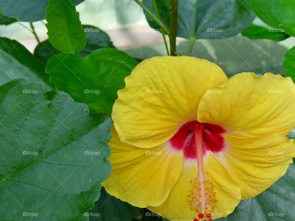 Yellow Hibiscus Flower Background.