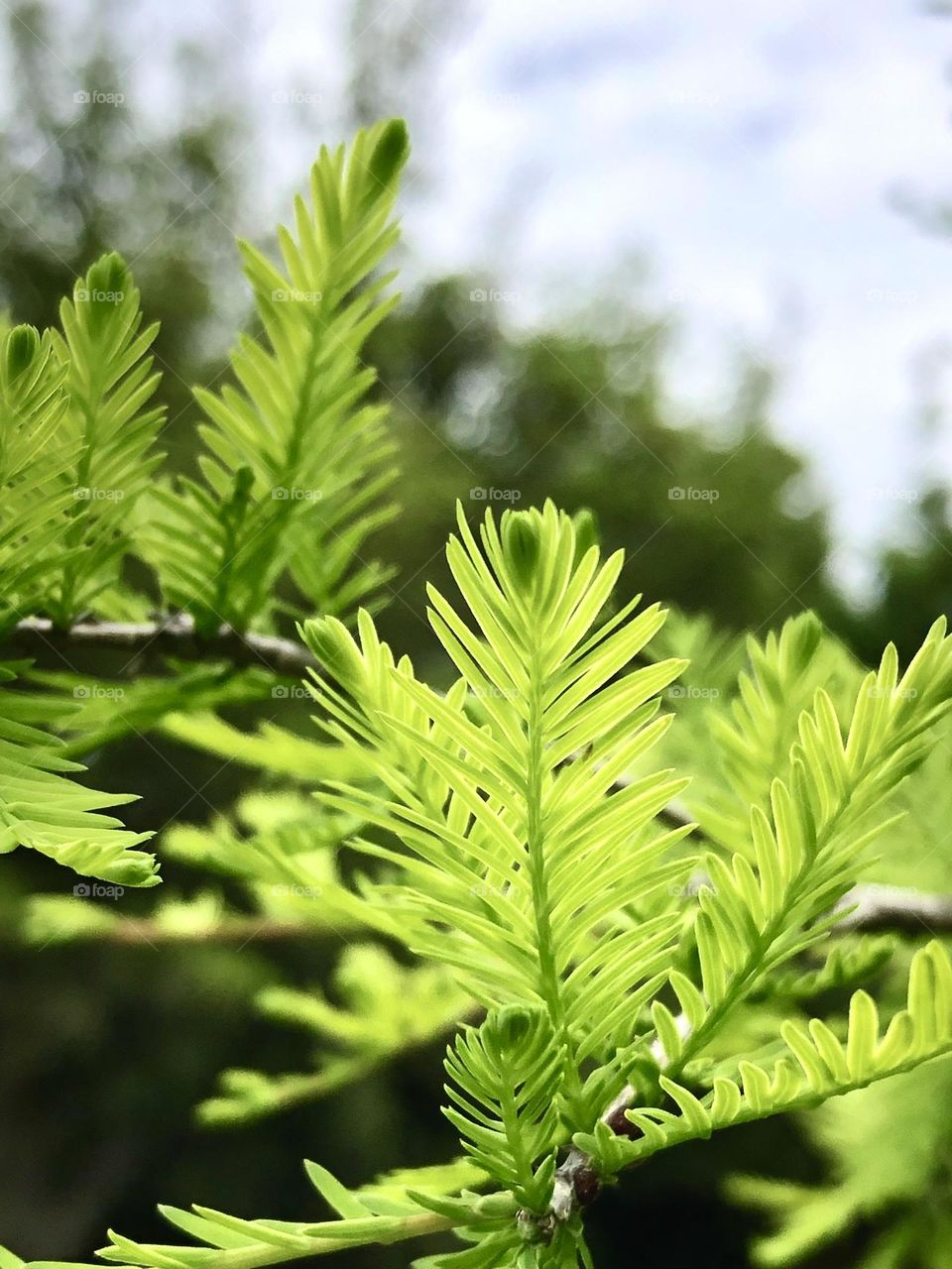 Closeup of my cypress trees new leaves basking in the sun!