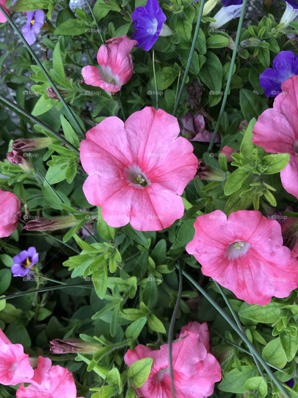 Pink in spring 