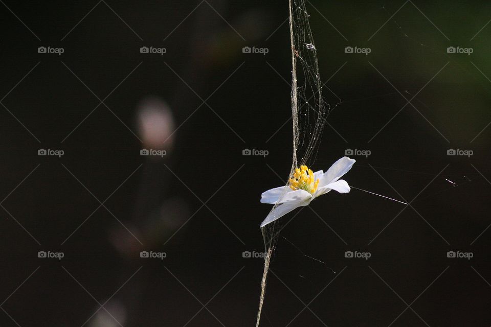 Sometimes I feel like this - a delicate flower caught in a spiderweb.