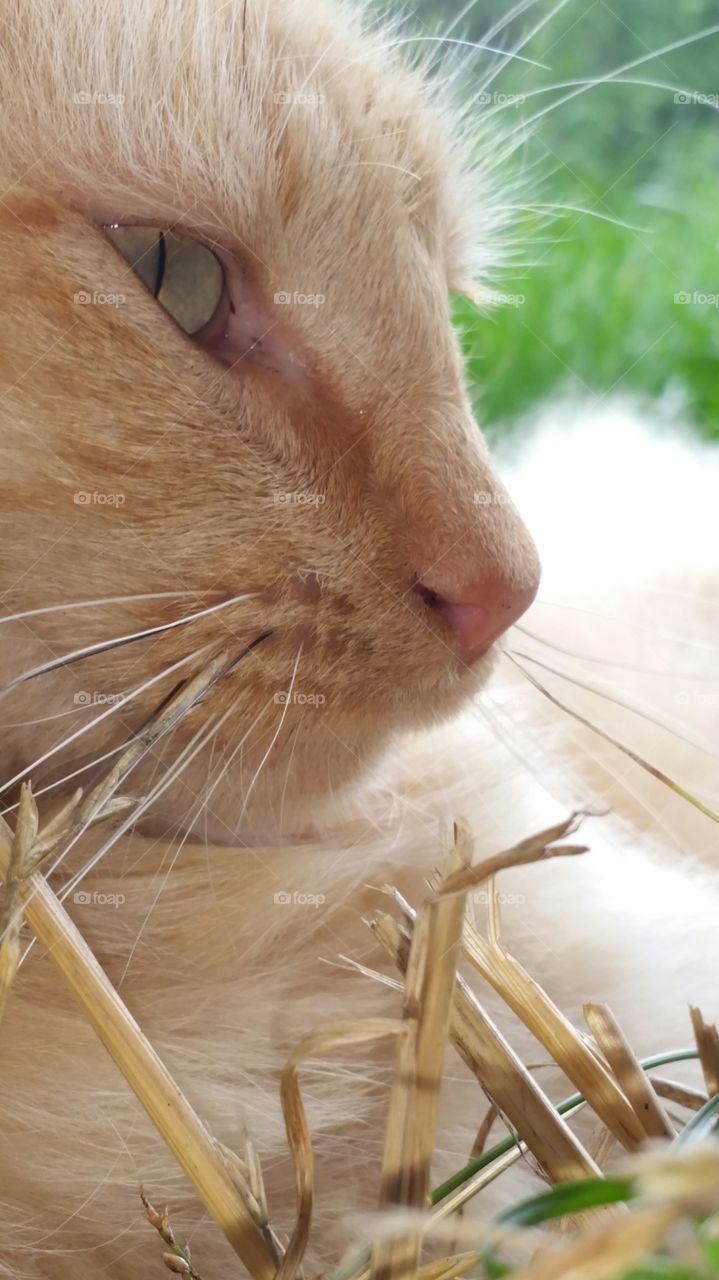 profile of cat