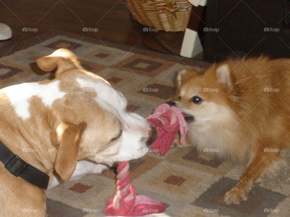 David & Goliath Dogs. Pomeranian playing tug of war with a Pit Bull. 