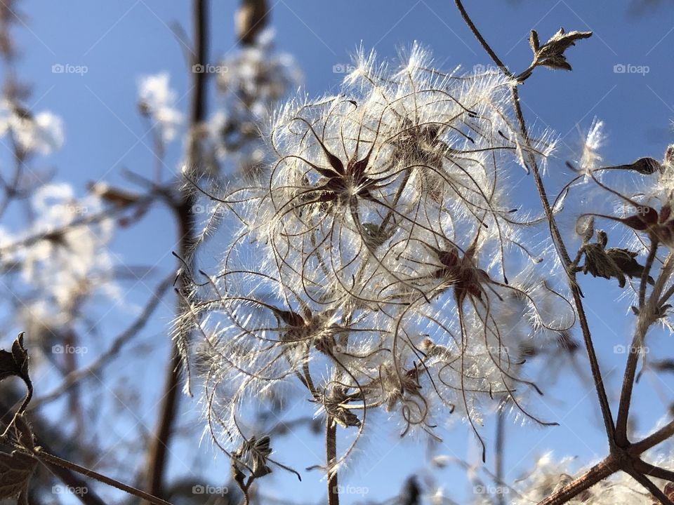 White fluffy plant in the blue of the sky. 