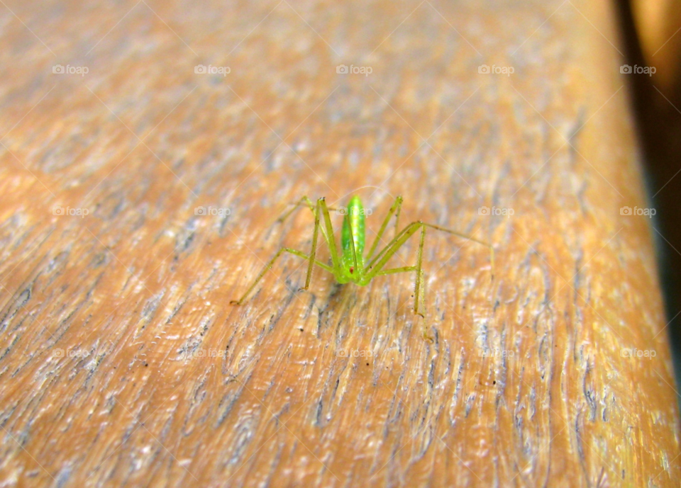 green table red insect by mengzishiliu