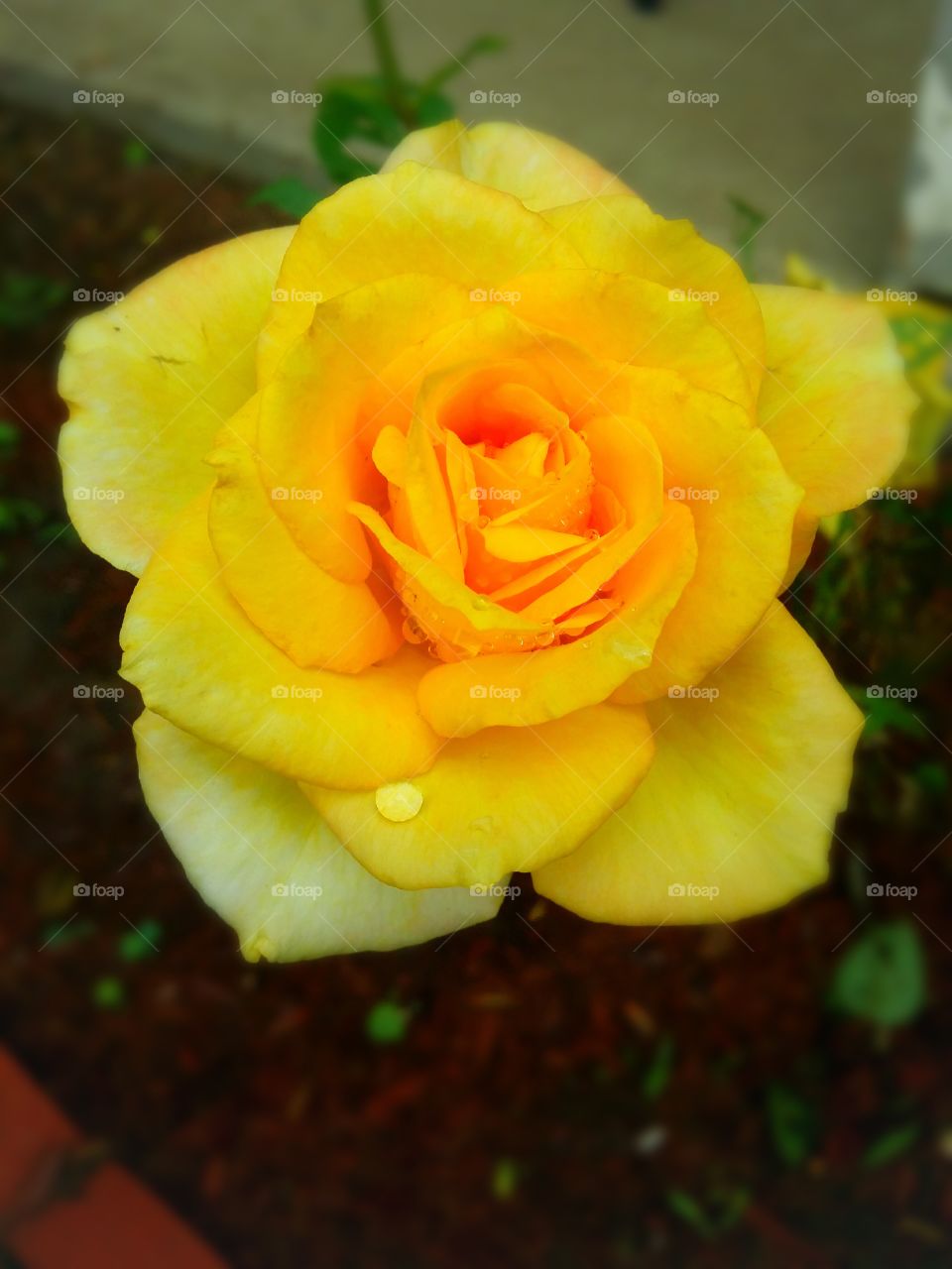rain kissed yellow rose
