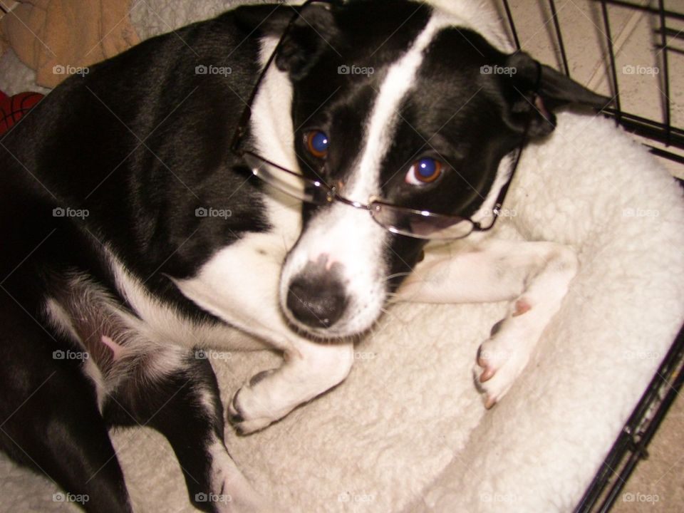 Blue-eyed Granny Pup