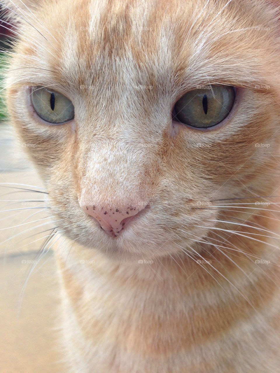 london cat flo iphone 5 by ijbailey