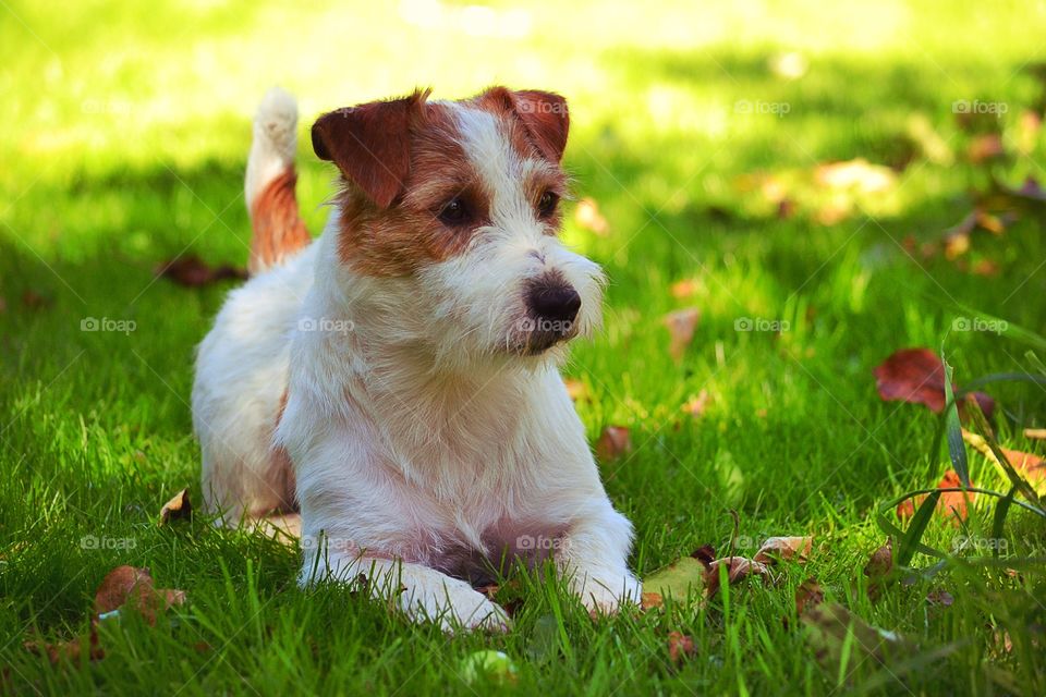 Jack russell terrier laying in the grass