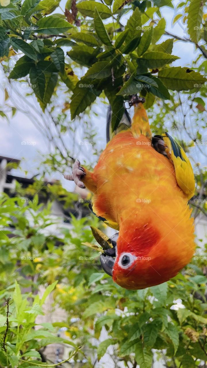 Birds and bee’s beauty 