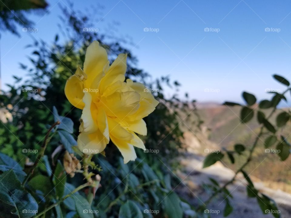A rose in Malibu