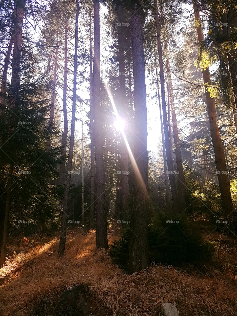 Sun ray in the morning through the forest