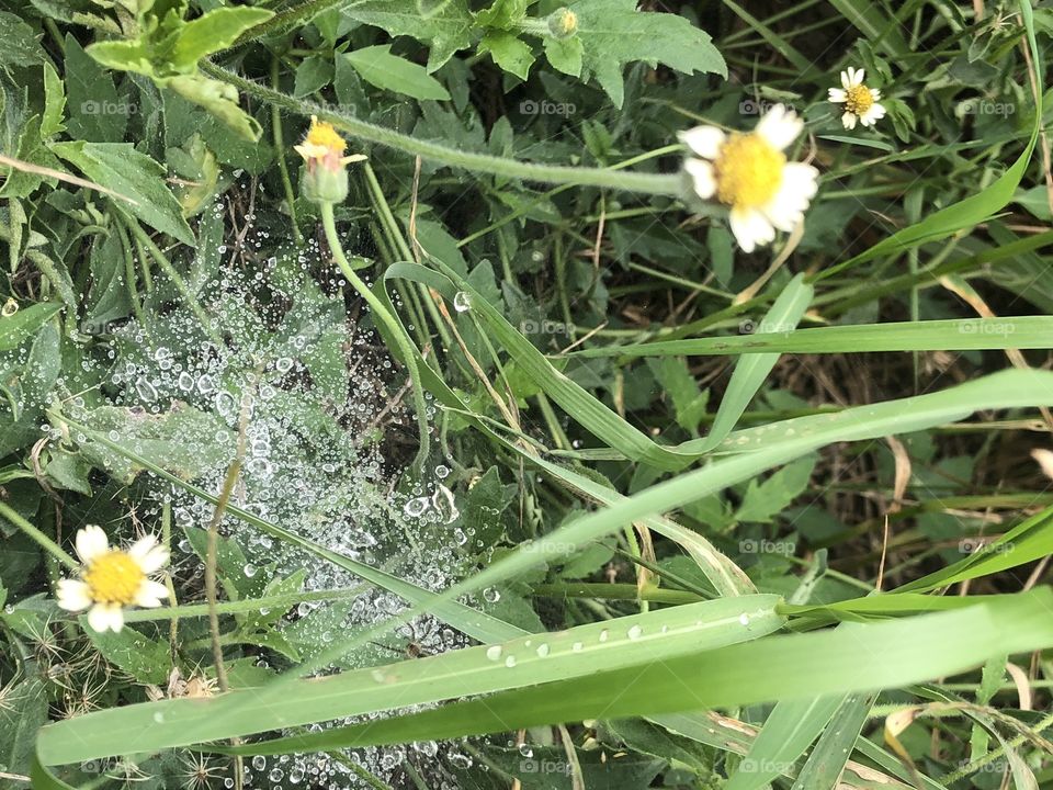 Nature around us, Countryside ( Thailand)